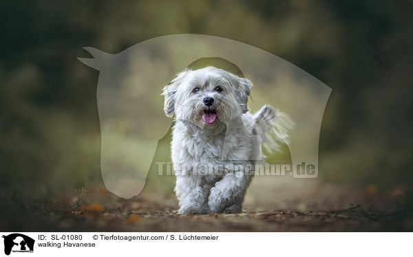 laufender Havaneser / walking Havanese / SL-01080