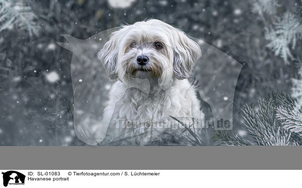Havaneser Portrait / Havanese portrait / SL-01083