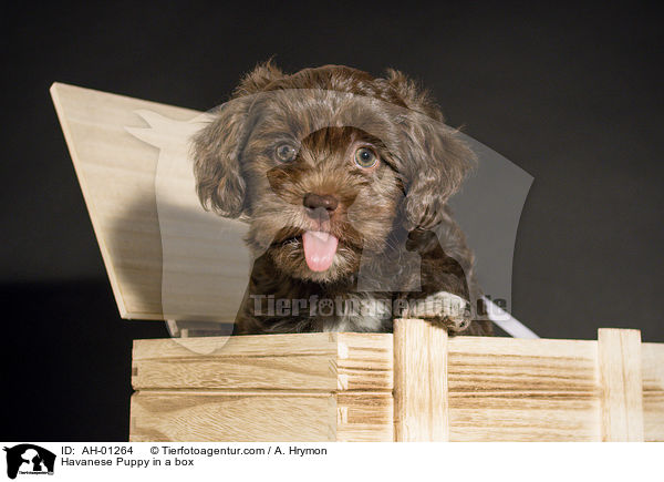 Havaneser Welpe in der Kiste / Havanese Puppy in a box / AH-01264