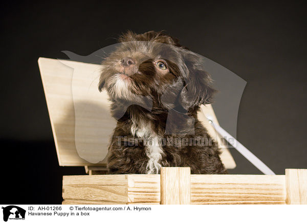 Havaneser Welpe in der Kiste / Havanese Puppy in a box / AH-01266