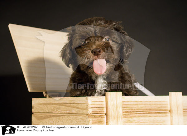 Havaneser Welpe in der Kiste / Havanese Puppy in a box / AH-01267