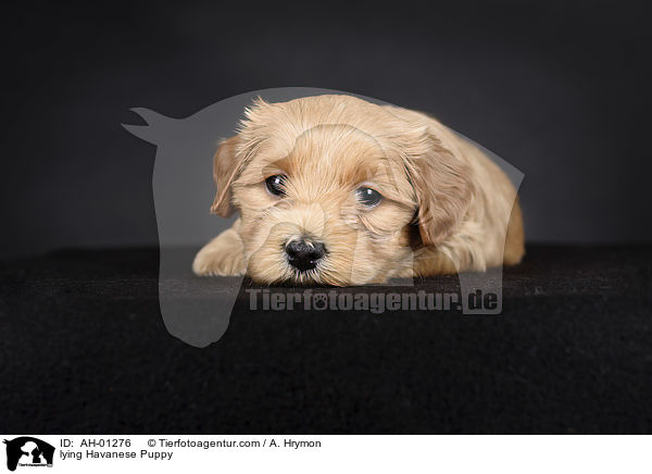 liegender Havaneser Welpe / lying Havanese Puppy / AH-01276