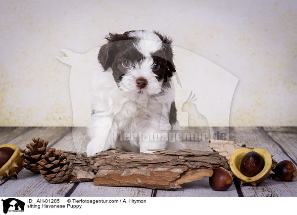 sitzender Havaneser Welpe / sitting Havanese Puppy / AH-01285
