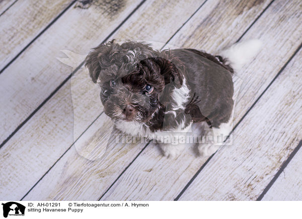 sitzender Havaneser Welpe / sitting Havanese Puppy / AH-01291