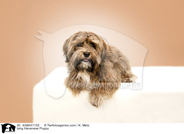liegender Havaneser Welpe / lying Havanese Puppy / KAM-01152