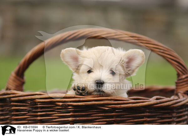 Havanese Puppy in a wicker basket / KB-01694