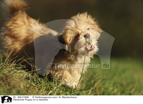 Havaneser Welpe auf einer Wiese / Havanese Puppy on a meadow / KB-01699