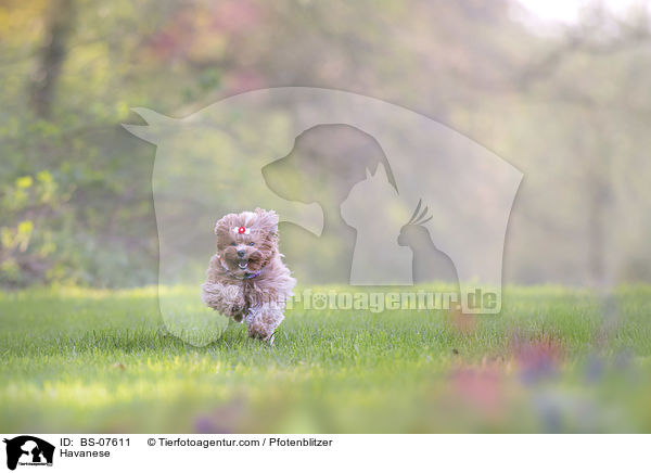 Havaneser / Havanese / BS-07611