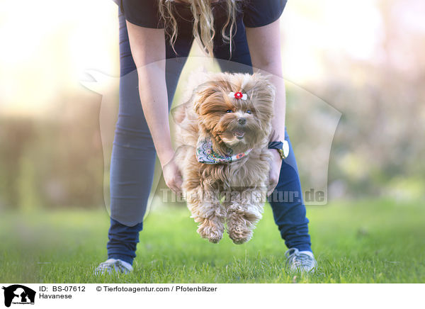 Havaneser / Havanese / BS-07612