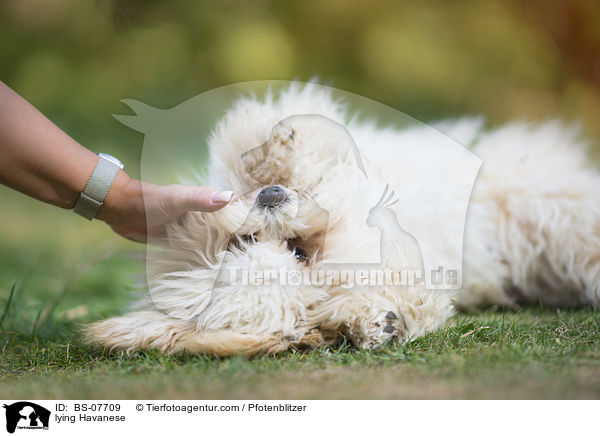 liegender Havaneser / lying Havanese / BS-07709