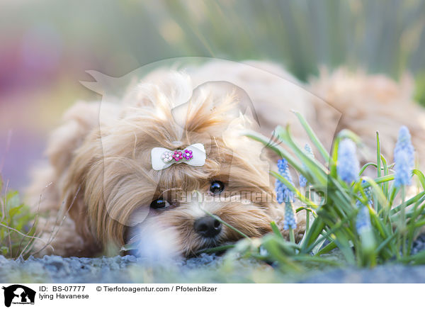 liegender Havaneser / lying Havanese / BS-07777