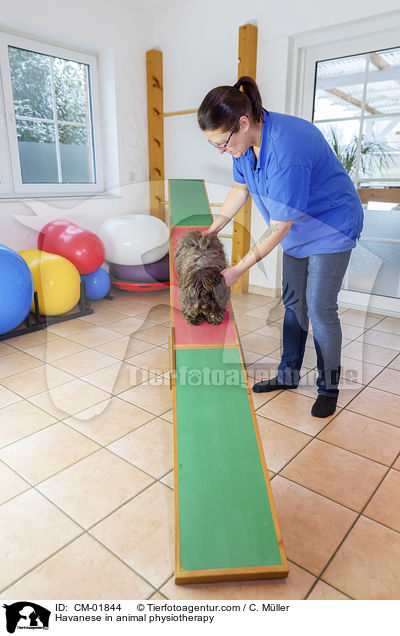 Havanese in animal physiotherapy / CM-01844