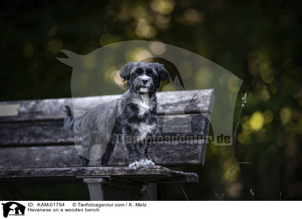 Havaneser auf einer Holzbank / Havanese on a wooden bench / KAM-01794