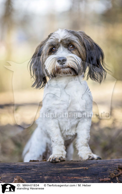 stehender Havaneser / standing Havanese / MAH-01834
