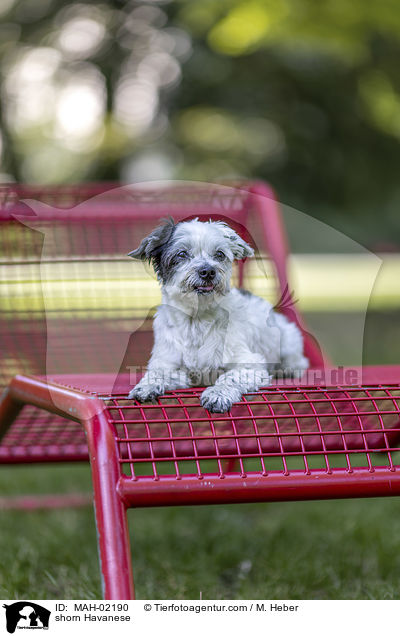 geschorener Havaneser / shorn Havanese / MAH-02190