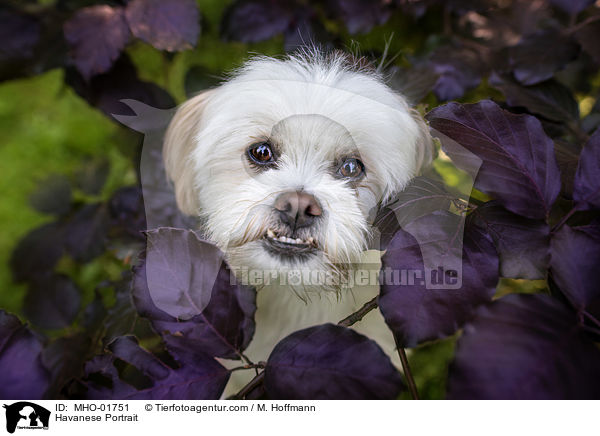Havaneser Portrait / Havanese Portrait / MHO-01751