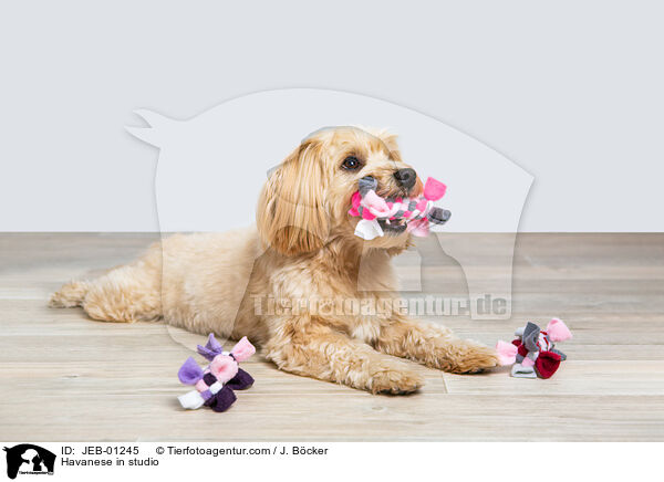 Havaneser im Studio / Havanese in studio / JEB-01245