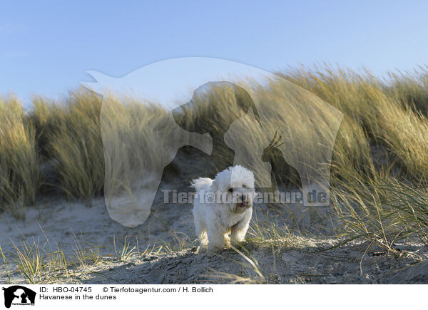 Havaneser in den Dnen / Havanese in the dunes / HBO-04745