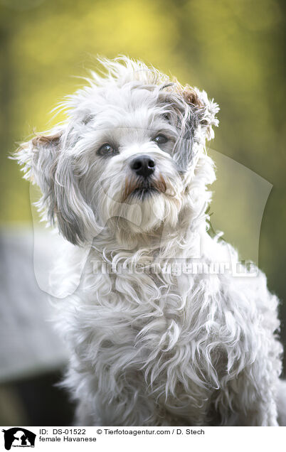 Havaneser H�ndin / female Havanese / DS-01522