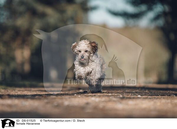 Havaneser H�ndin / female Havanese / DS-01525