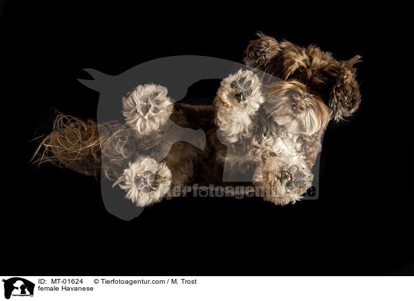 Havaneser Hndin / female Havanese / MT-01624