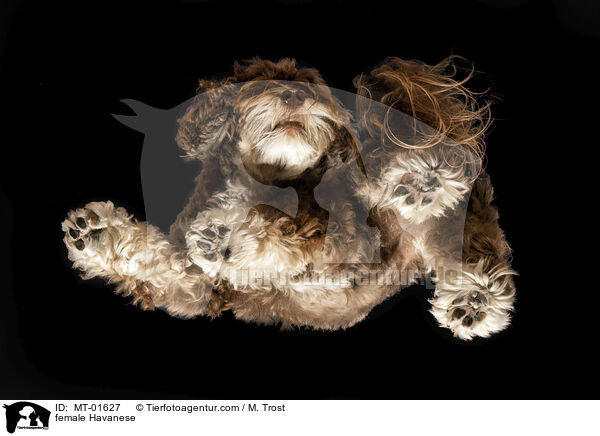 Havaneser Hndin / female Havanese / MT-01627
