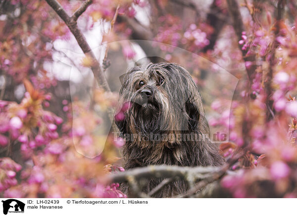 Havaneser R�de / male Havanese / LH-02439