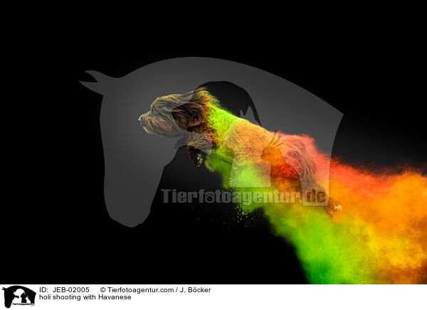 Holi-Shooting mit Havaneser / holi shooting with Havanese / JEB-02005