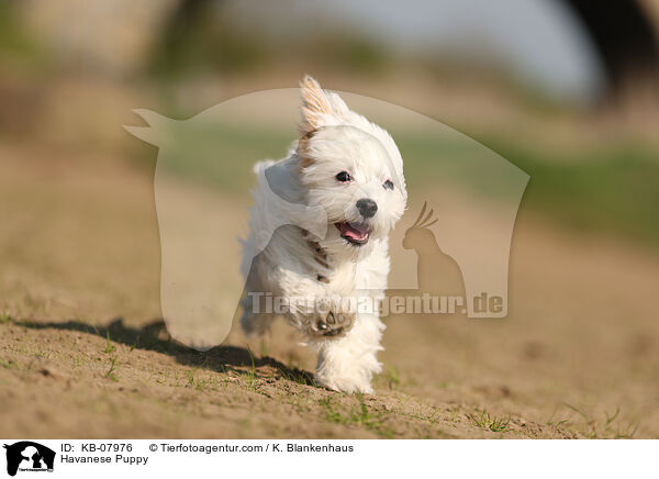 Havaneser Welpe / Havanese Puppy / KB-07976