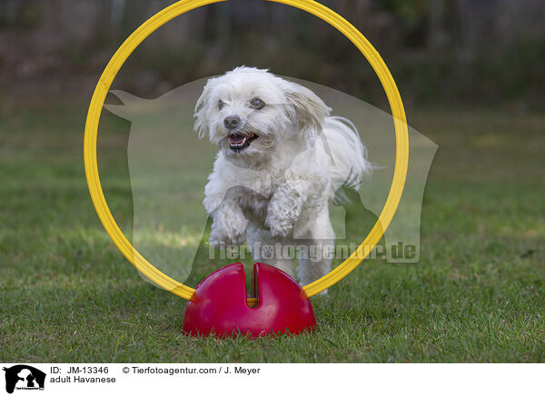 ausgewachsener Havaneser / adult Havanese / JM-13346