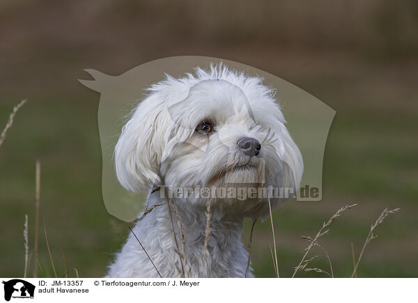 ausgewachsener Havaneser / adult Havanese / JM-13357