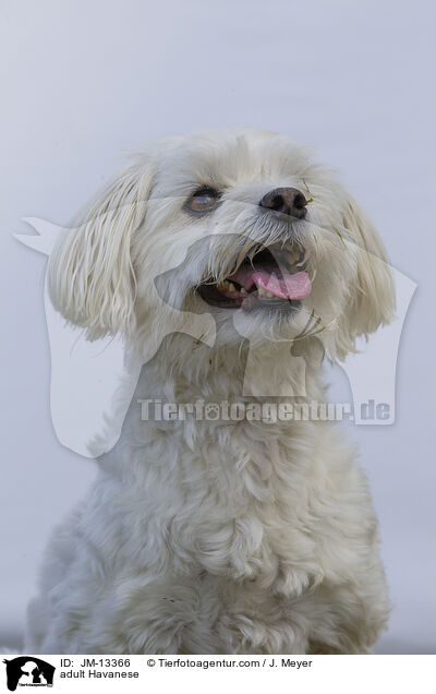 ausgewachsener Havaneser / adult Havanese / JM-13366
