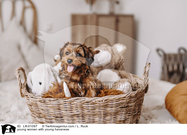 junge Frau mit jungem Havaneser / young woman with young havanese / LR-01097