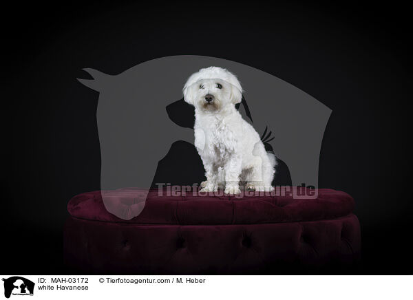 weier Havaneser / white Havanese / MAH-03172