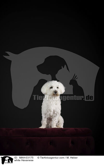 weier Havaneser / white Havanese / MAH-03175