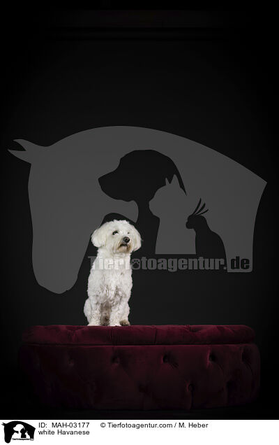 weier Havaneser / white Havanese / MAH-03177