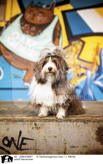ausgewachsener Havaneser / adult Havanese / JAM-03867