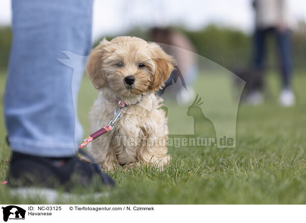 Havaneser / Havanese / NC-03125