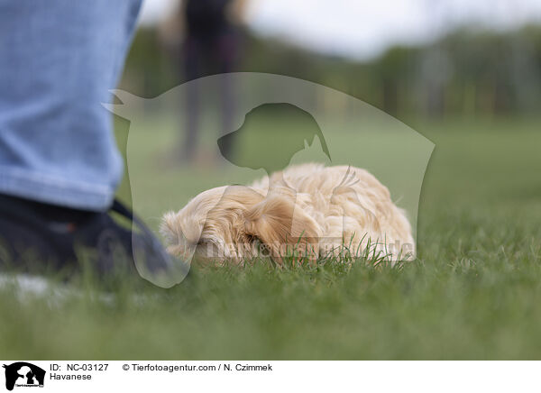 Havaneser / Havanese / NC-03127