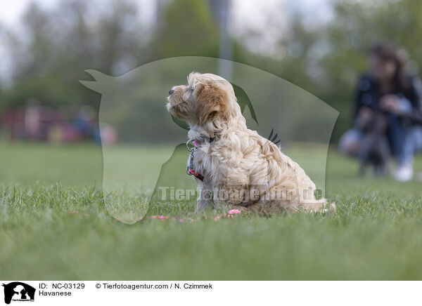 Havanese / NC-03129