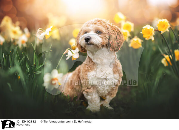 Havaneser / Havanese / DH-02832