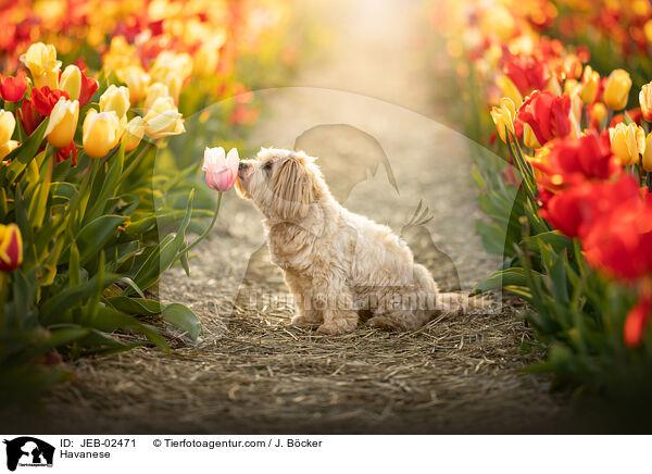 Havaneser / Havanese / JEB-02471