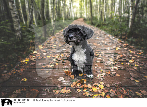 Havaneser / Havanese / BE-01112