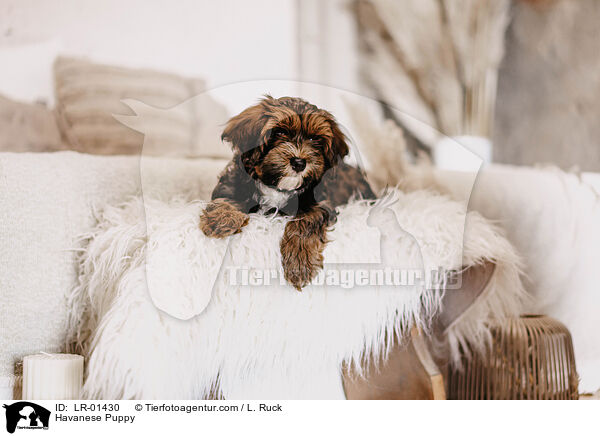 Havaneser Welpe / Havanese Puppy / LR-01430