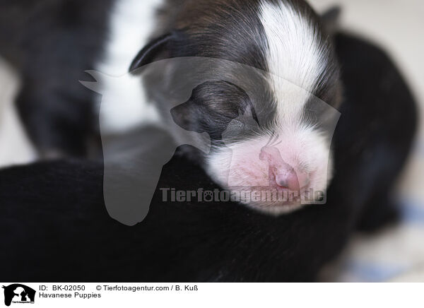 Havaneser Welpen / Havanese Puppies / BK-02050