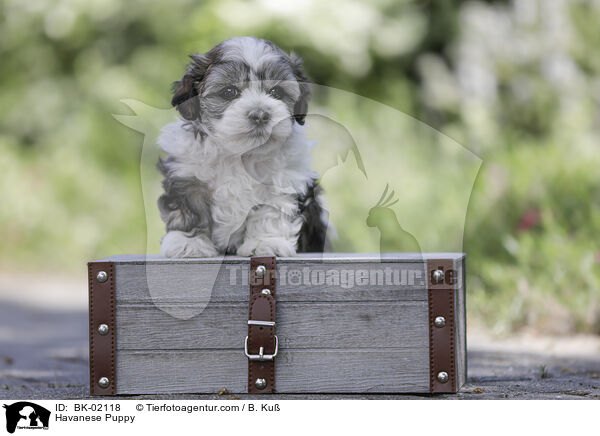 Havaneser Welpe / Havanese Puppy / BK-02118