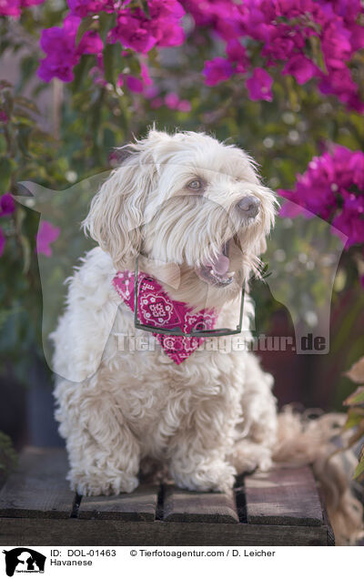 Havaneser / Havanese / DOL-01463