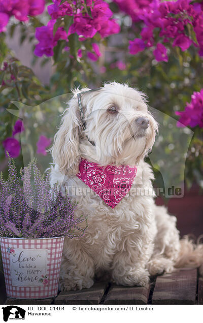 Havaneser / Havanese / DOL-01464