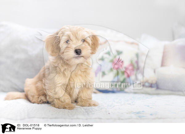 Havanese Puppy / DOL-01518
