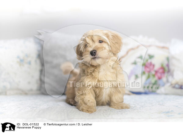 Havanese Puppy / DOL-01522